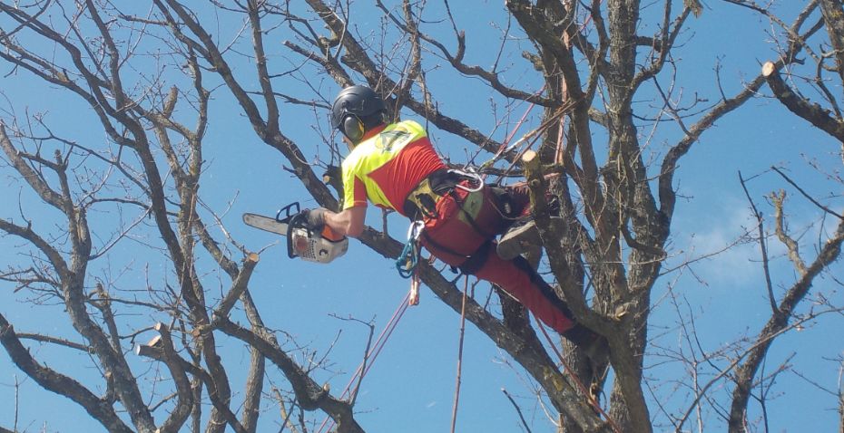 Élagage et taille d’arbres@2x