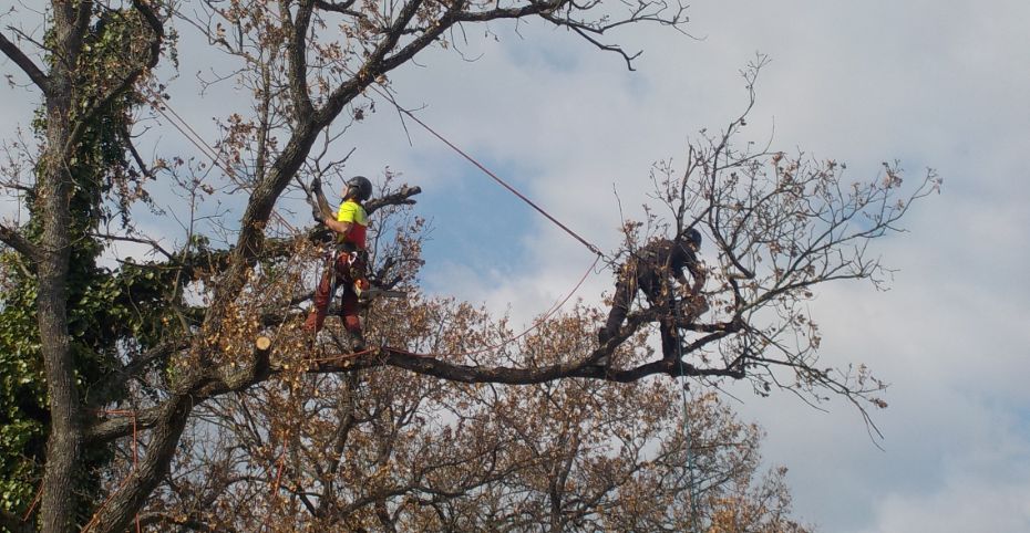 actiforest_Taille Sanitaire@2x