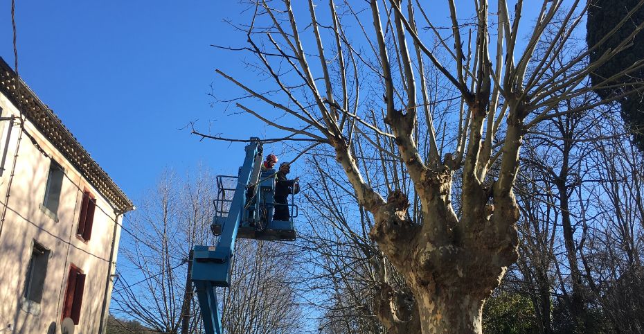 actiforest_Taille Sévère ou de Restructuration (Élagage)@2x